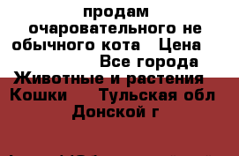 продам очаровательного не обычного кота › Цена ­ 7 000 000 - Все города Животные и растения » Кошки   . Тульская обл.,Донской г.